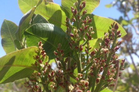 رطوبت بالای هوا مانع خسارت سرما به محصول پسته شد