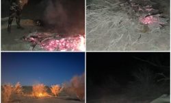 قطع و آتش زدن درختان جنگلی با هدف تصرف اراضی ملی در منطقه فردوسیه آزادگان